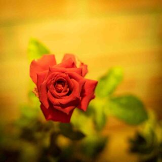 Comment créer un filtre Instagram ?