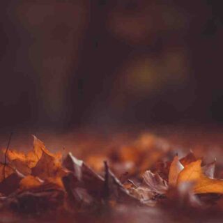 Succession série saison 4