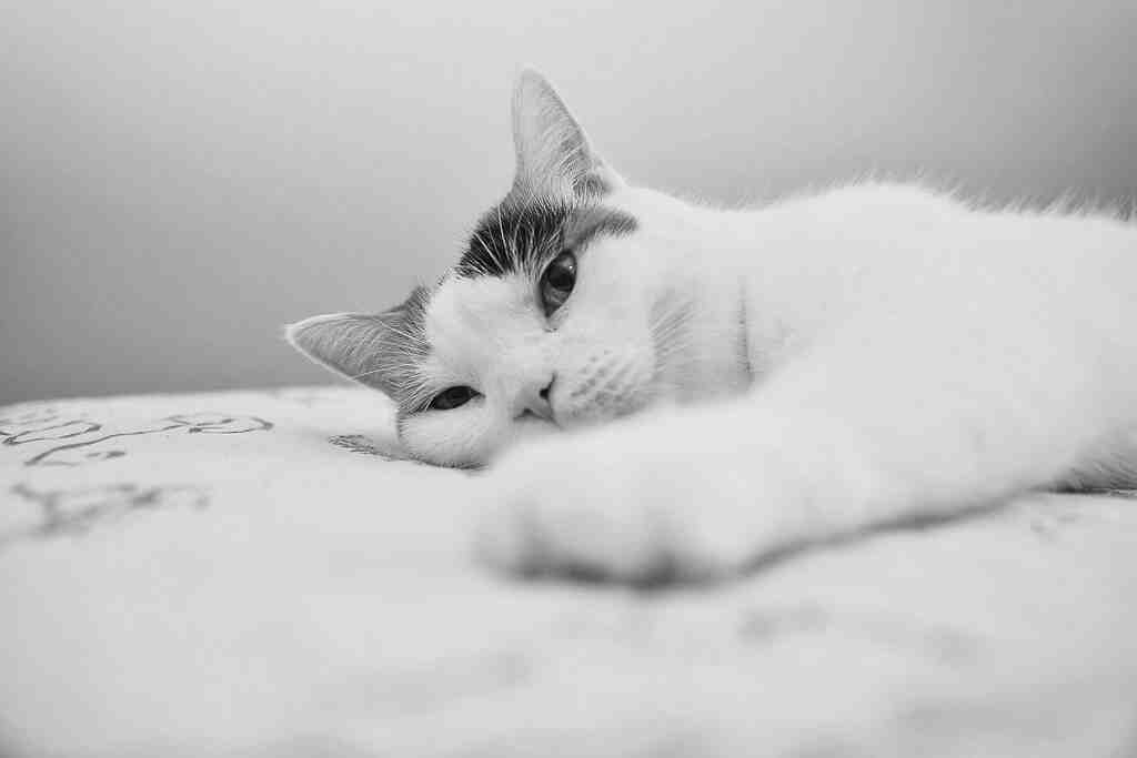 C'est quoi une patine sur cheveux ?