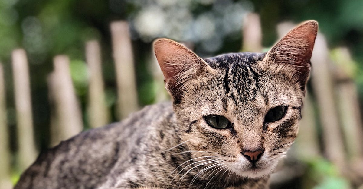 découvrez les séries d'anime incontournables à regarder absolument ! plongez dans des histoires captivantes, des personnages mémorables et des animations époustouflantes qui séduiront autant les fans d'animation que les néophytes.