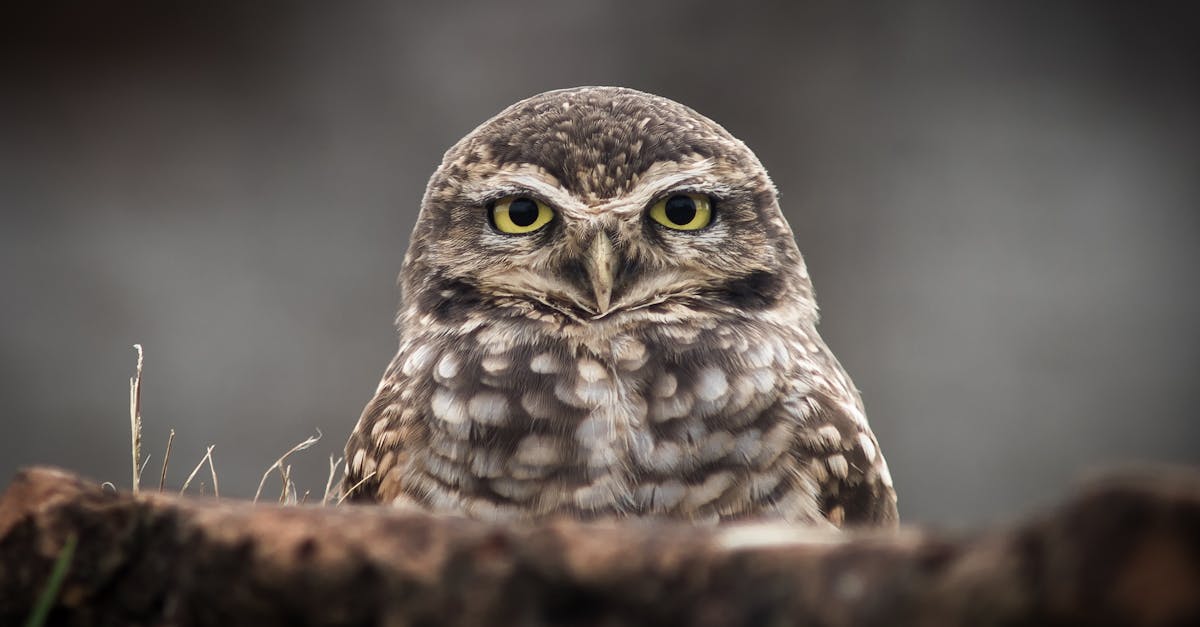 découvrez notre sélection des séries animées incontournables à ne pas manquer ! que vous soyez fan de drame, d'action ou de comédie, cette liste vous présente les meilleures œuvres qui ont marqué l'univers de l'animation japonaise. plongez dans des histoires captivantes et des personnages mémorables qui vont vous tenir en haleine !