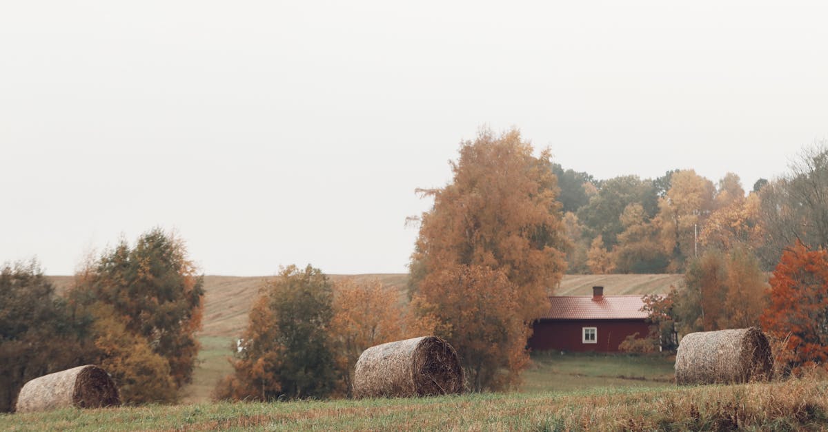 découvrez la série automnale 2024, une collection captivante d'événements, de tendances et d'inspirations qui célèbrent la beauté des couleurs d'automne. restez à jour avec les dernières nouveautés et profitez de moments uniques à cette saison magique.