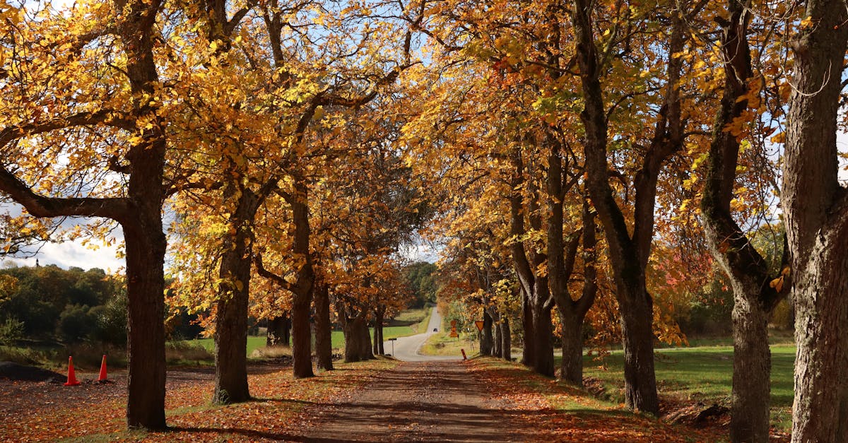 découvrez notre série automnale 2024, une collection captivante d'expériences et d'événements qui célèbrent les couleurs et les saveurs de l'automne. rejoignez-nous pour des moments inoubliables et des découvertes uniques cette saison.