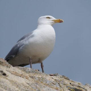 découvrez les incontournables à voir absolument ! cette liste de films, séries et événements captivants vous fera vivre des moments inoubliables. ne manquez pas ces recommandations qui marquent les esprits et suscitent des émotions fortes.