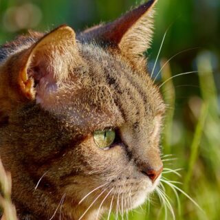 découvrez les incontournables à ne pas manquer ! cette sélection 'must-watch' vous plonge dans des expériences cinématographiques et télévisuelles captivantes qui vont éveiller vos sens et enrichir vos soirées. parfait pour les passionnés de films et de séries !