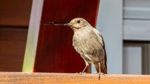 découvrez les incontournables à ne pas manquer dans notre sélection 'must-watch'. films, séries et événements captivants vous attendent pour des moments d'émotion et de divertissement.