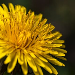 découvrez ce que netflix nous réserve en 2025 ! plongée dans les nouvelles tendances, les séries originales, les films à venir et les innovations majeures de la plateforme de streaming. ne manquez pas les annonces exclusives qui redéfiniront votre expérience de visionnage.