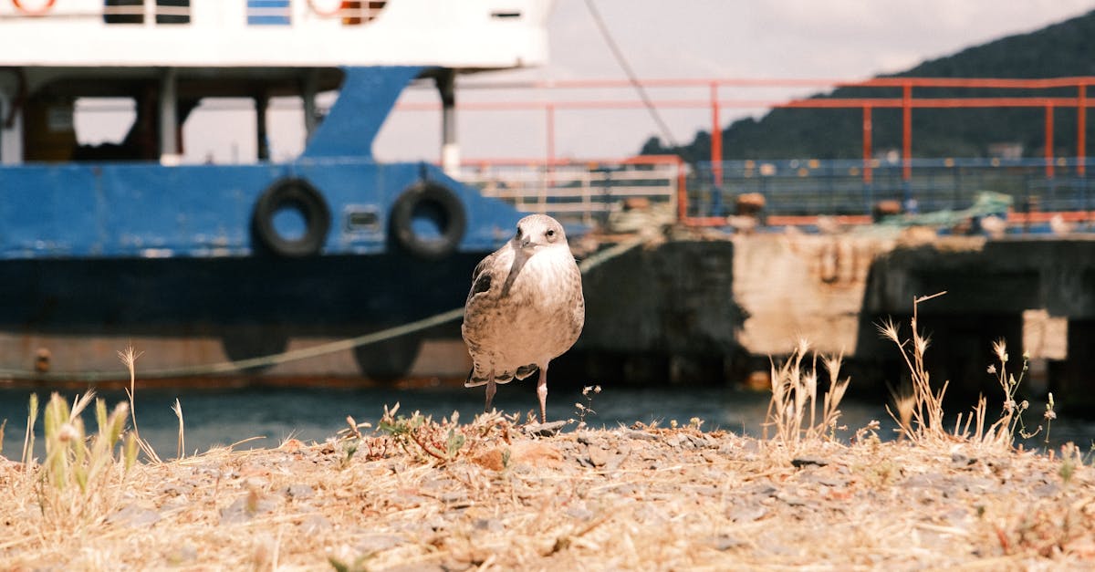découvrez les incontournables à ne pas manquer ! cette sélection de films, séries et événements captivants vous garantira des moments de divertissement inoubliables. plongez dans l'univers des 'must-watch' et ne ratez pas ces expériences uniques qui marqueront votre esprit.