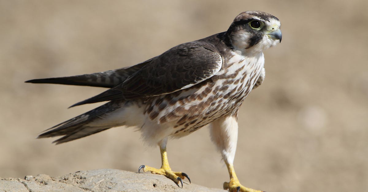 découvrez les incontournables à ne pas manquer dans notre sélection must-watch ! films, séries et documentaires qui captivent et inspirent, révélant des histoires puissantes et des performances inoubliables. plongez dans l'actualité du divertissement et vivez des expériences uniques grâce à nos recommandations.