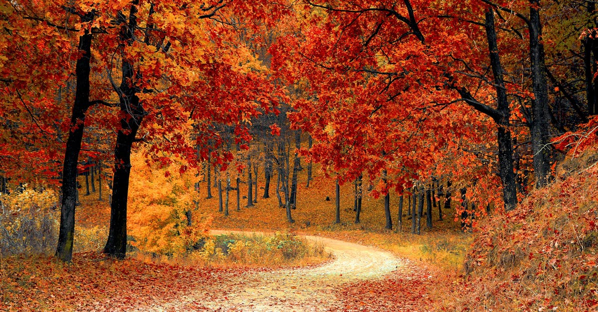 découvrez toutes les facettes de l'automne : ses couleurs chaleureuses, les activités incontournables, les recettes de saison et les conseils pour profiter pleinement de cette période magique de l'année.