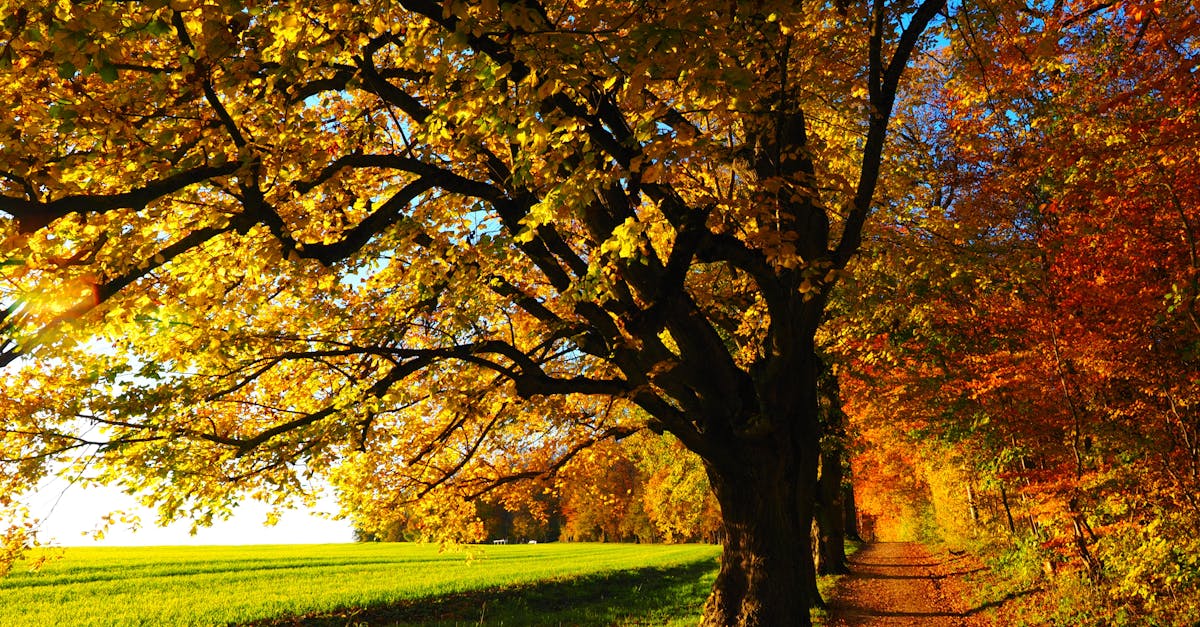 découvrez tout sur la saison d'automne : ses couleurs, son ambiance chaleureuse, les activités à faire et les tendances mode pour bien profiter de l'automne.