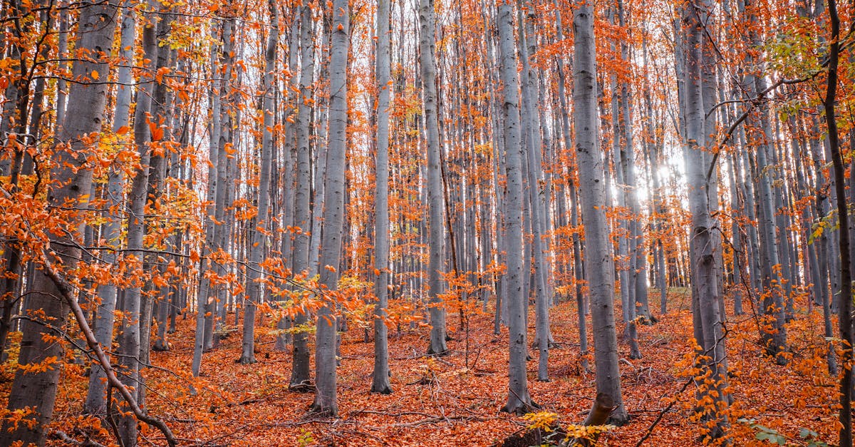 découvrez tout sur la saison de l'automne : tendances, activités, paysages et conseils pour profiter pleinement de la beauté et de l'ambiance particulière du fall.