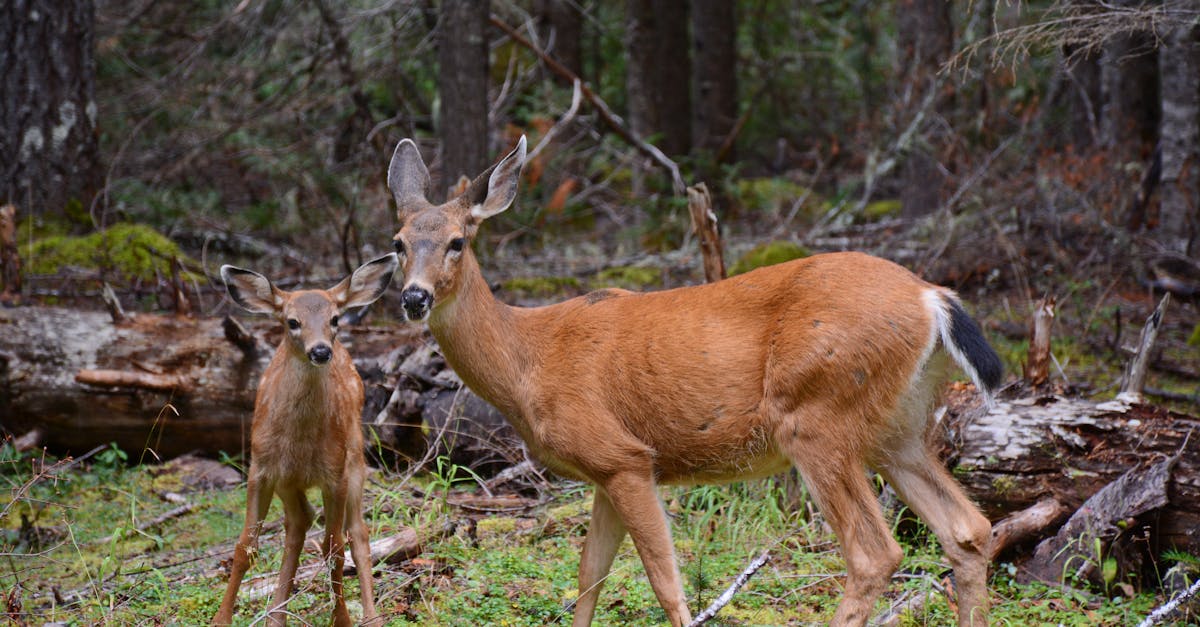 découvrez notre sélection incontournable des incontournables à ne pas manquer. films, séries ou spectacles : le must-watch pour tous les passionnés !