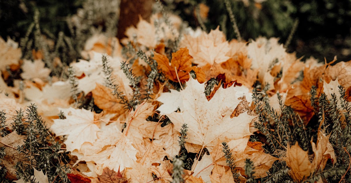 découvrez les essentiels d'octobre : idées, astuces et inspirations pour profiter pleinement de l'automne. sélectionnez vos indispensables pour un mois d'octobre chaleureux et tendance !