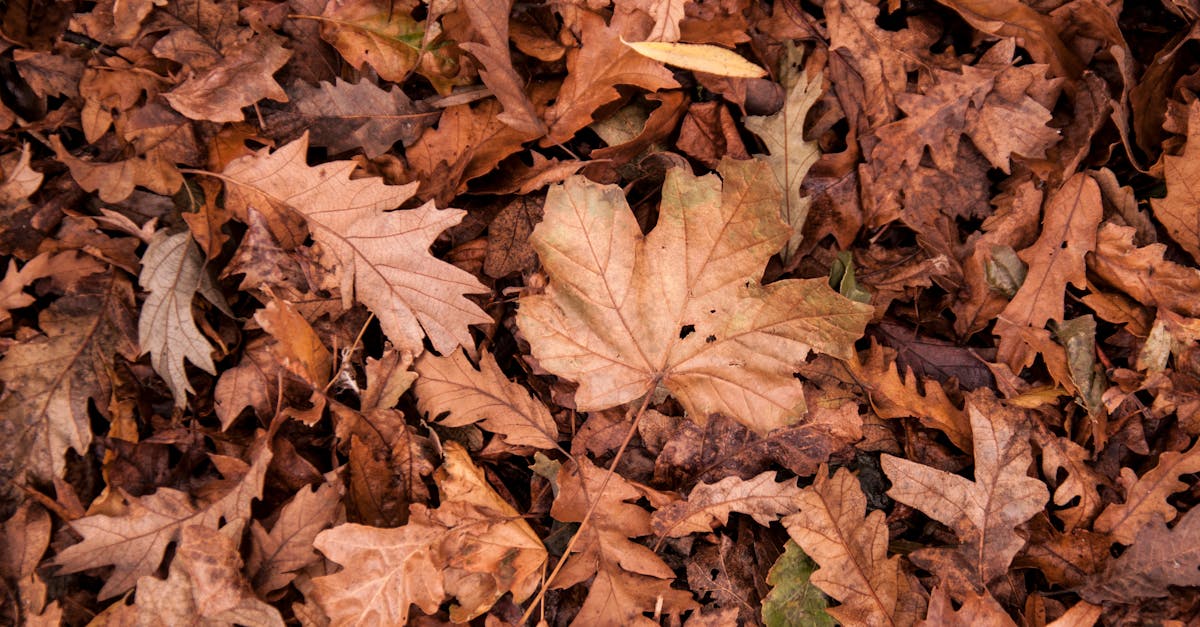 découvrez nos indispensables d'octobre : sélection mode, beauté et bien-être pour accueillir l'automne avec style. astuces et conseils pour une saison réussie.