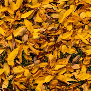 découvrez les essentiels d’octobre : inspirations mode, beauté et lifestyle pour accueillir l’automne avec style et bien-être.