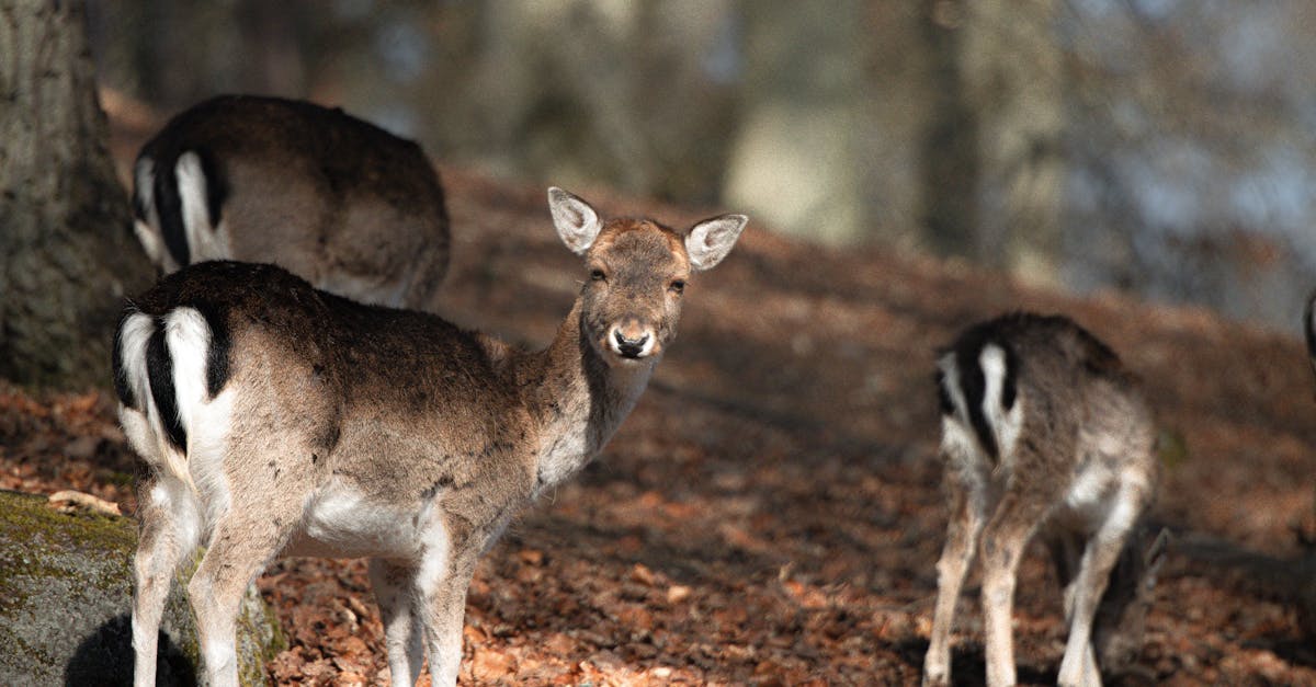 découvrez les tendances, idées et inspirations pour l'automne 2025 : mode, voyages, décoration et activités incontournables de la saison.