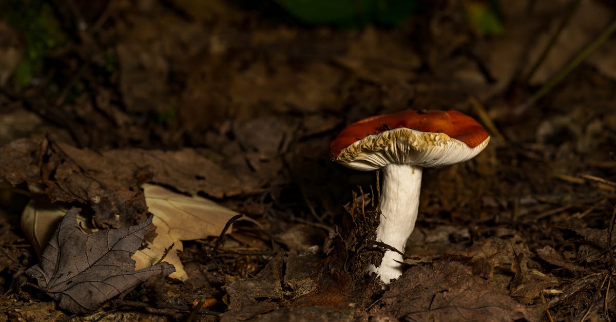 découvrez les tendances, conseils et inspirations pour l'automne 2025 : mode, décoration, voyages et événements incontournables pour une saison haute en couleurs.