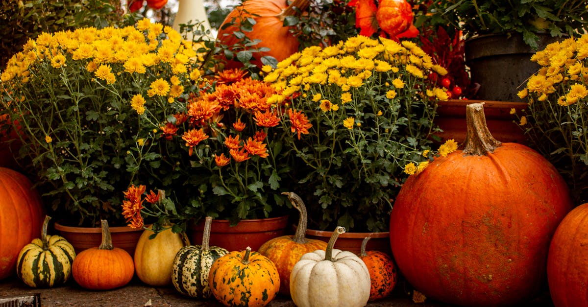 regardez les meilleurs films et séries d'halloween en streaming. profitez d'une sélection effrayante et divertissante pour passer une soirée d'halloween inoubliable en famille ou entre amis.