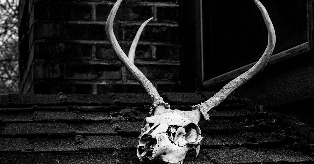 découvrez l'univers de l'horreur : articles, histoires terrifiantes, analyses de films et tout ce qu'il faut pour frissonner de peur. plongez dans le monde du suspense et de l'épouvante !
