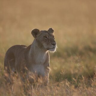 découvrez notre sélection des incontournables à ne pas manquer : films, séries ou événements must-watch pour remplir votre agenda de moments exceptionnels.