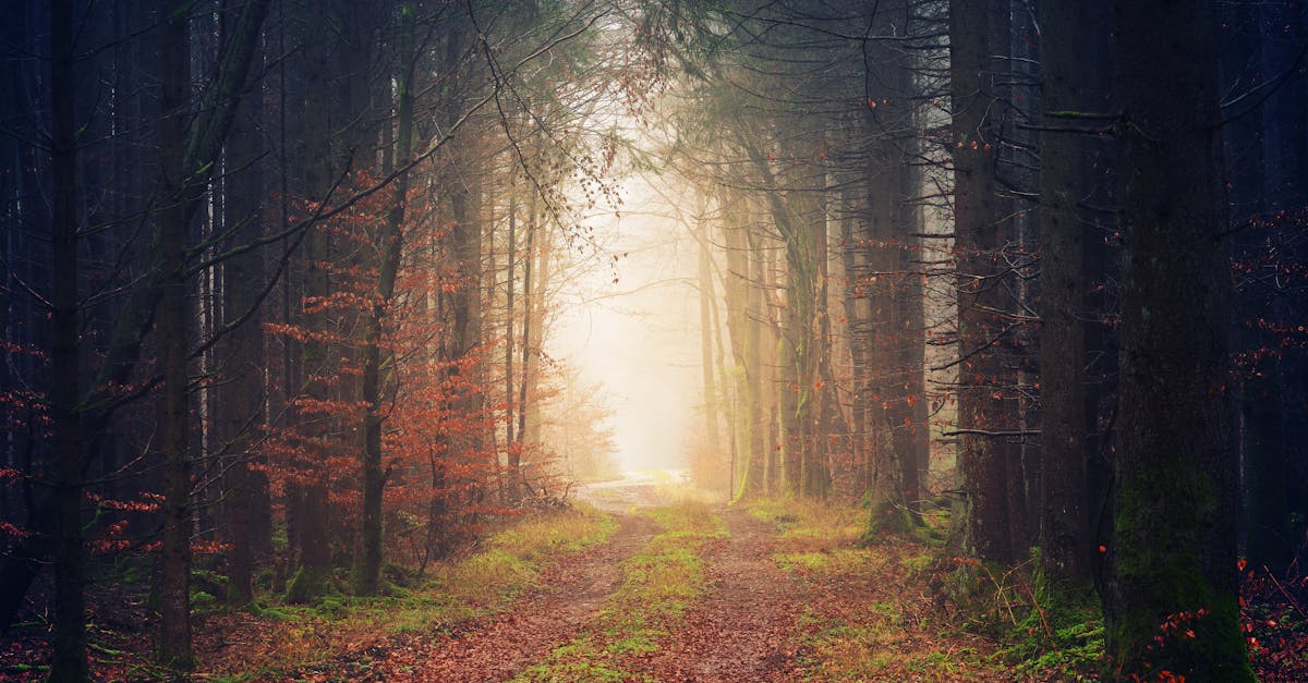 découvrez le mois de novembre : ses traditions, événements marquants et conseils pour en profiter pleinement. explorez idées d'activités, météo et inspirations automnales.