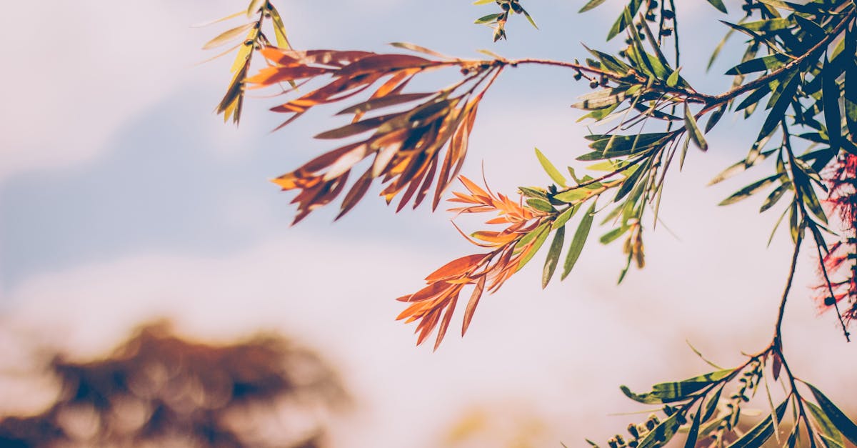découvrez tout ce qu'il faut savoir sur le mois de novembre : événements marquants, traditions, actualités et idées pour profiter pleinement de cette période automnale.