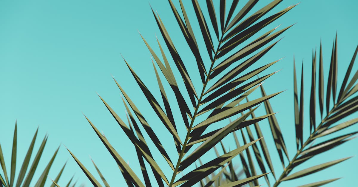 découvrez palm royale, une série captivante mêlant luxe, secrets et rivalités dans la haute société de palm beach. plongez dans un univers glamour et plein de rebondissements entre drames, amitiés et ambitions.