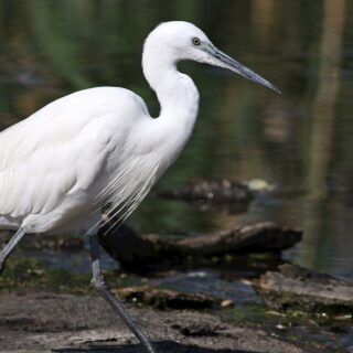 découvrez les incontournables à ne pas manquer : notre sélection must-watch pour des moments inoubliables, que ce soit en films, séries ou documentaires. ne ratez rien des meilleures recommandations du moment !