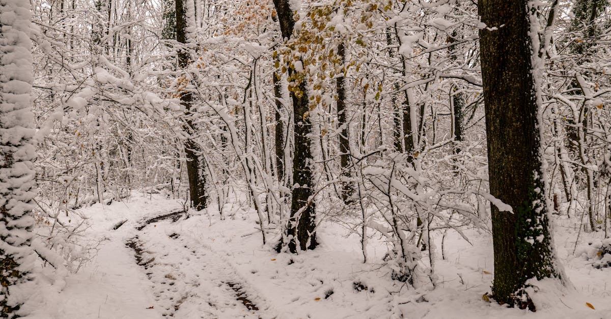 découvrez les nouveautés netflix du mois de décembre : films, séries et documentaires à ne pas manquer pour vos soirées hivernales.