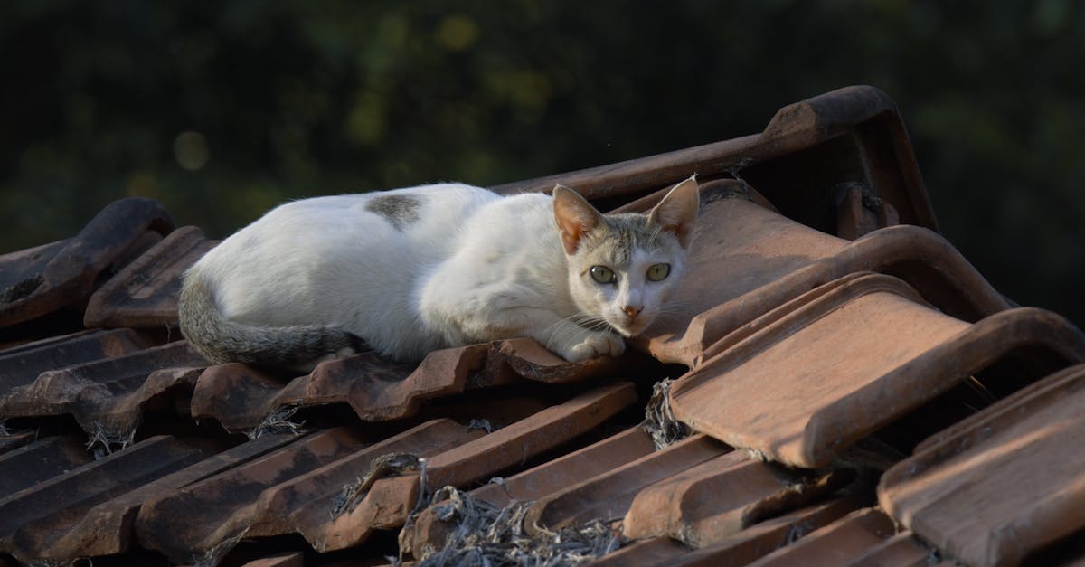 découvrez notre sélection incontournable de contenus à ne pas manquer absolument.
