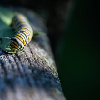 découvrez tout sur la transformation : processus, étapes et impacts dans différents domaines.