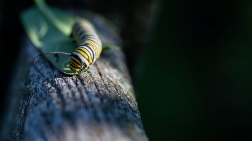 découvrez tout sur la transformation : processus, étapes et impacts dans différents domaines.
