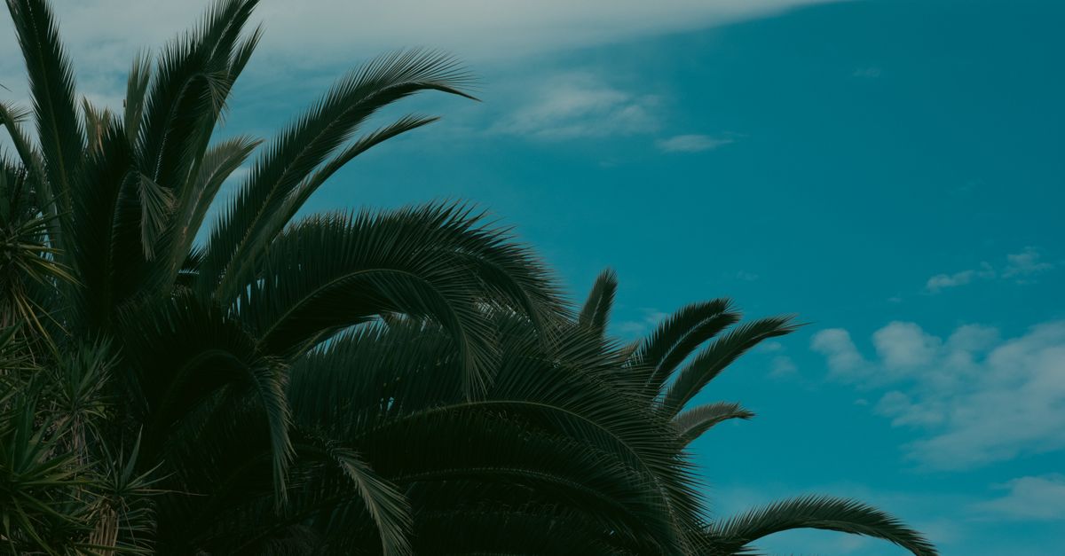 découvrez tout sur la palme d'or 2026 : actualités, nominations, films en compétition et événements autour du prestigieux festival de cannes.