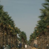 découvrez toutes les informations et les actualités autour de la palme d'or 2026, le prestigieux prix du festival de cannes récompensant le meilleur film de l'année.