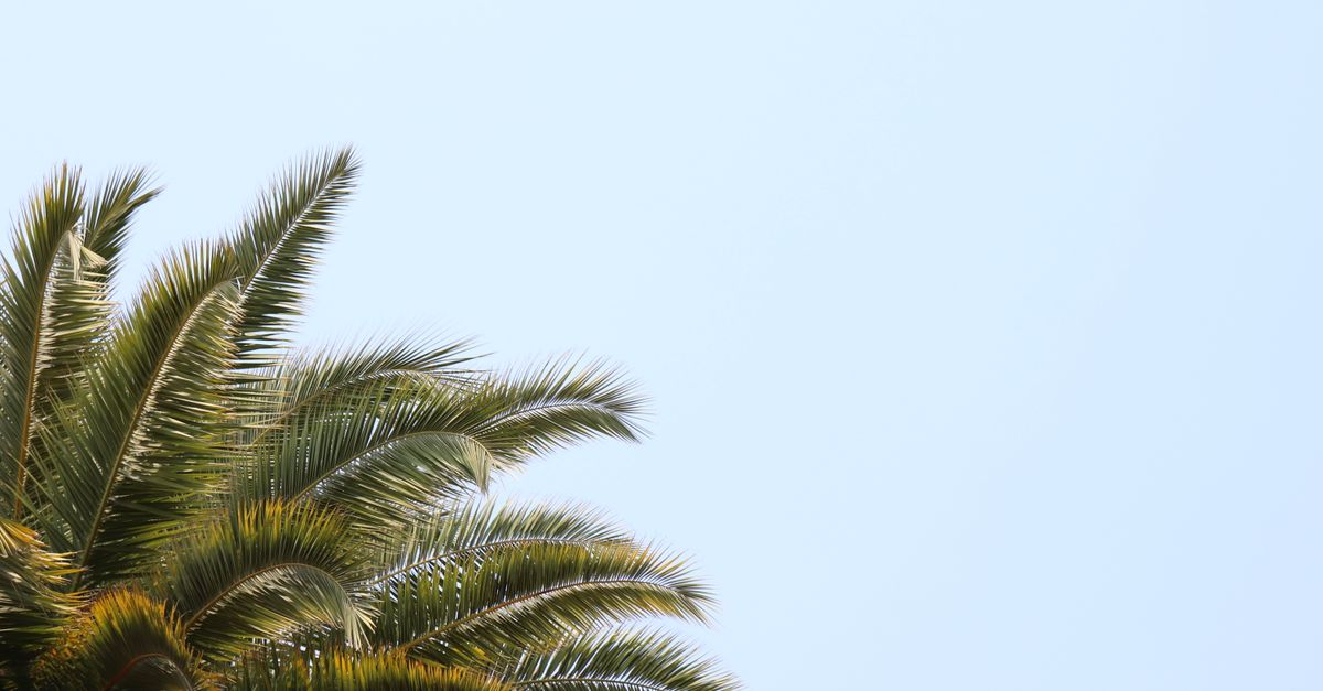 découvrez tout sur la palme d'or 2026 : les favoris, les participants et les moments forts du festival de cannes à venir.