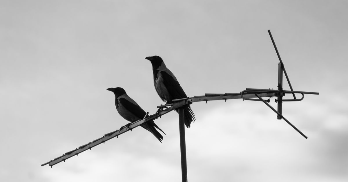 découvrez l'univers absurde et humoristique des shadoks, ces créatures cultes de l'animation française, avec leurs aventures loufoques et leur philosophie unique.