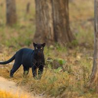 découvrez tout sur black panther 3 : synopsis, date de sortie, casting et actualités du prochain chapitre de la saga marvel.