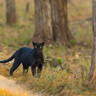 découvrez tout sur black panther 3 : synopsis, date de sortie, casting et actualités du prochain chapitre de la saga marvel.