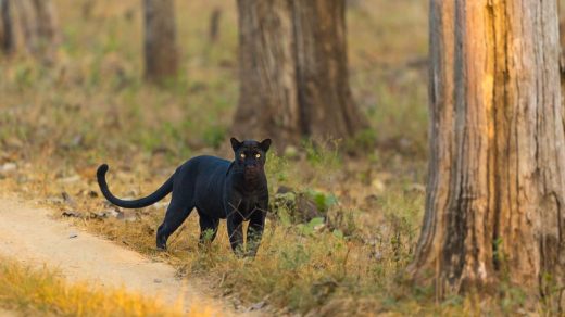 découvrez tout sur black panther 3 : synopsis, date de sortie, casting et actualités du prochain chapitre de la saga marvel.